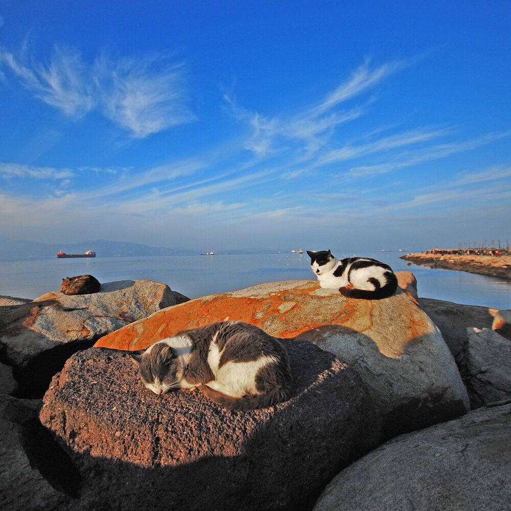Picture of Dreamy Ocean Whiskers: Ethereal Cat Slumber Relaxation