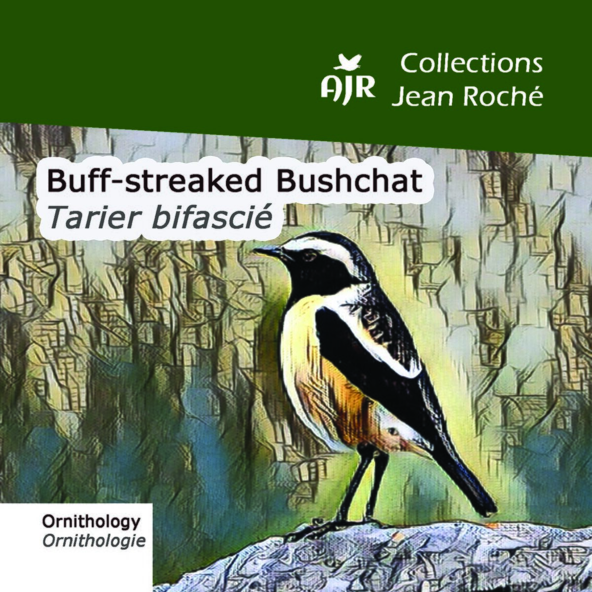Album cover of Buff-streaked Bushchat-Tarier bifascié-Campicoloides bifasciatus (Ornithology-Ornthologie)