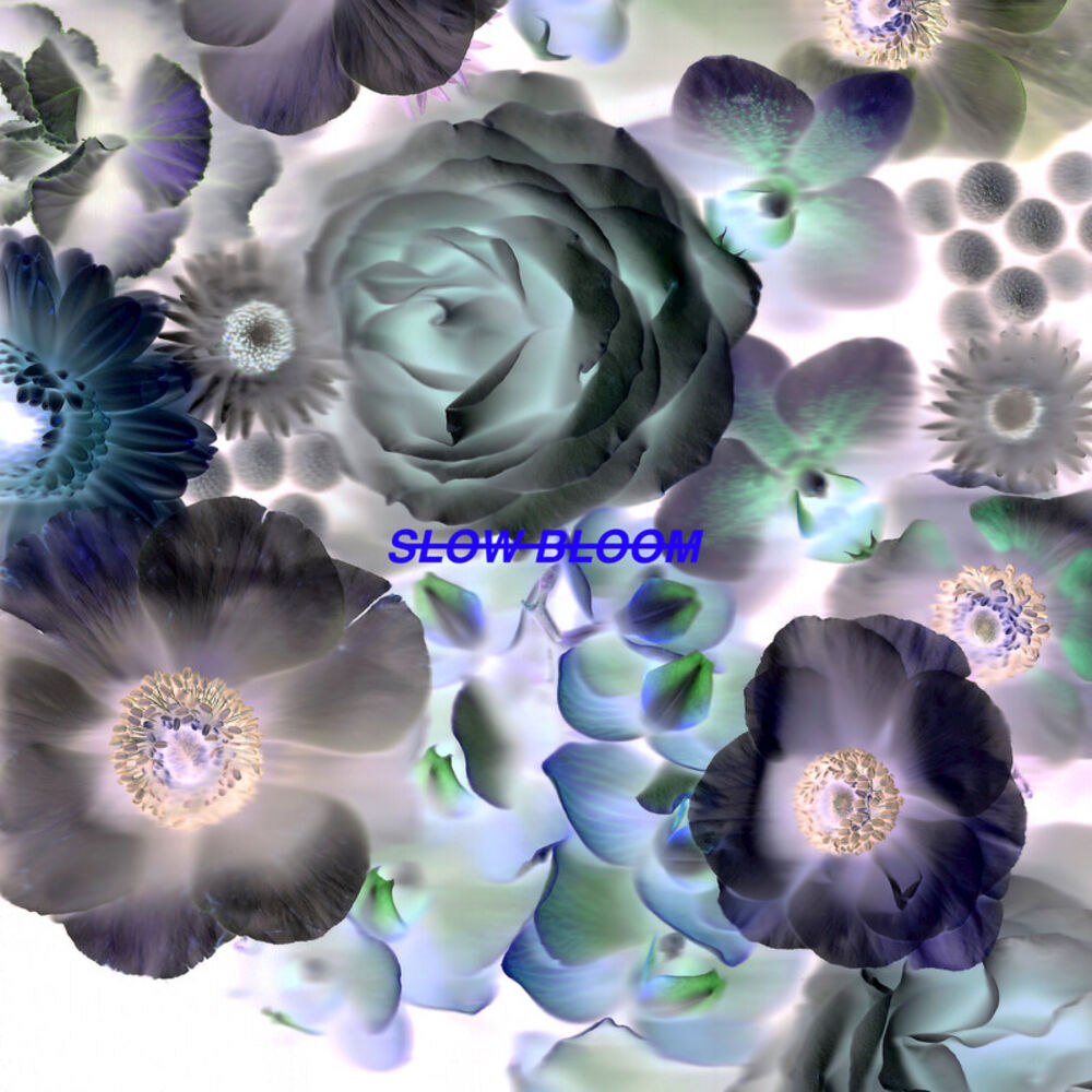 Picture of Slow Bloom