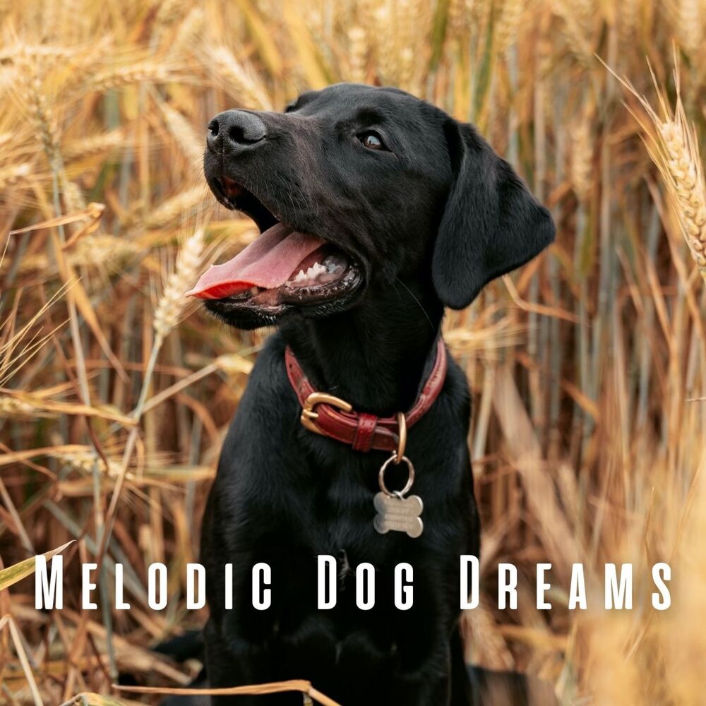 Picture of Melodic Dog Dreams: Calming Piano Meditations for Restful Sleep