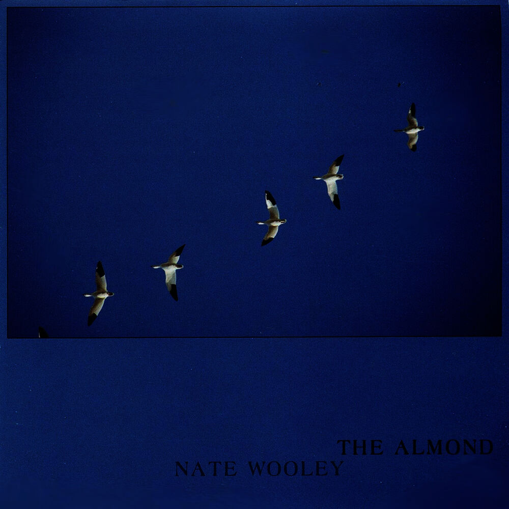 Picture of The Almond
