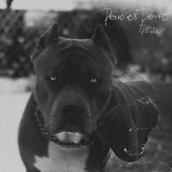 Cover of Perro Es Perro