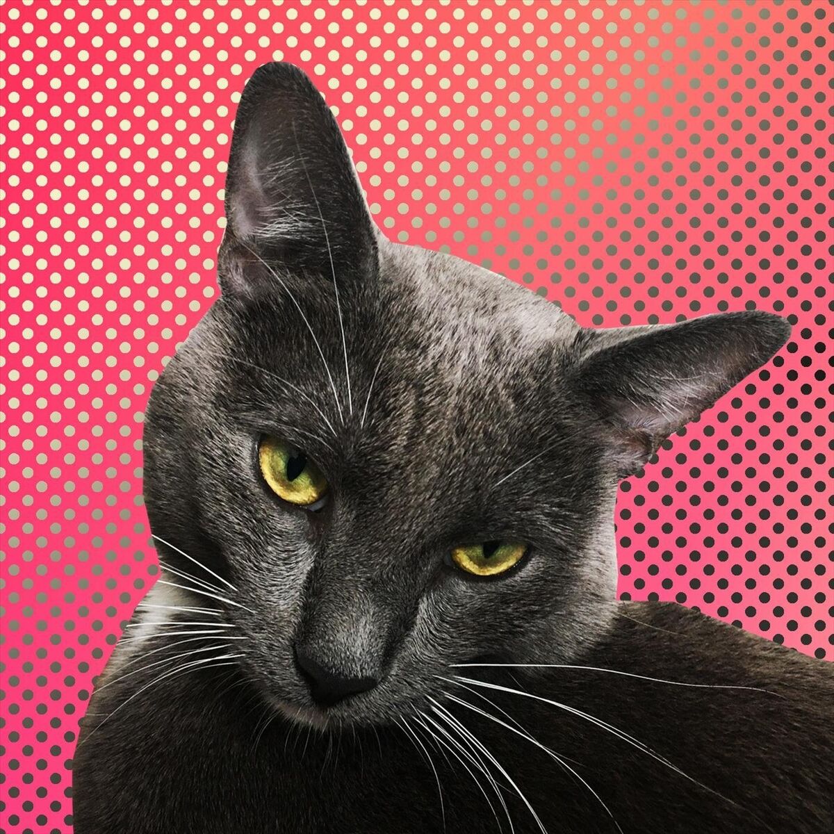 Album cover of I'm Not in Love