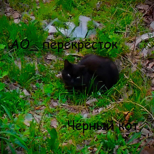 Чёрный кот