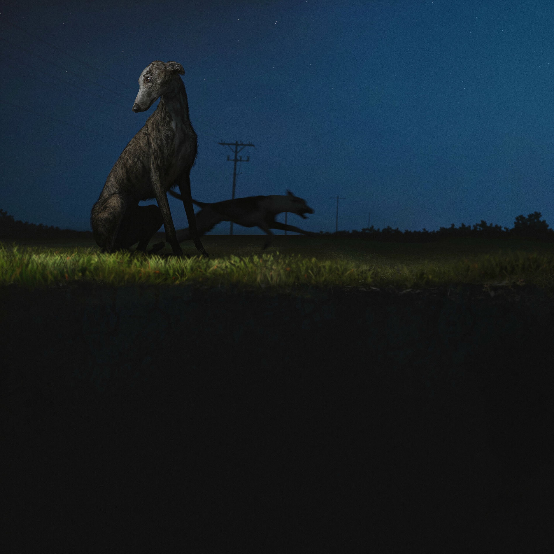 Album picture of donde van los perros