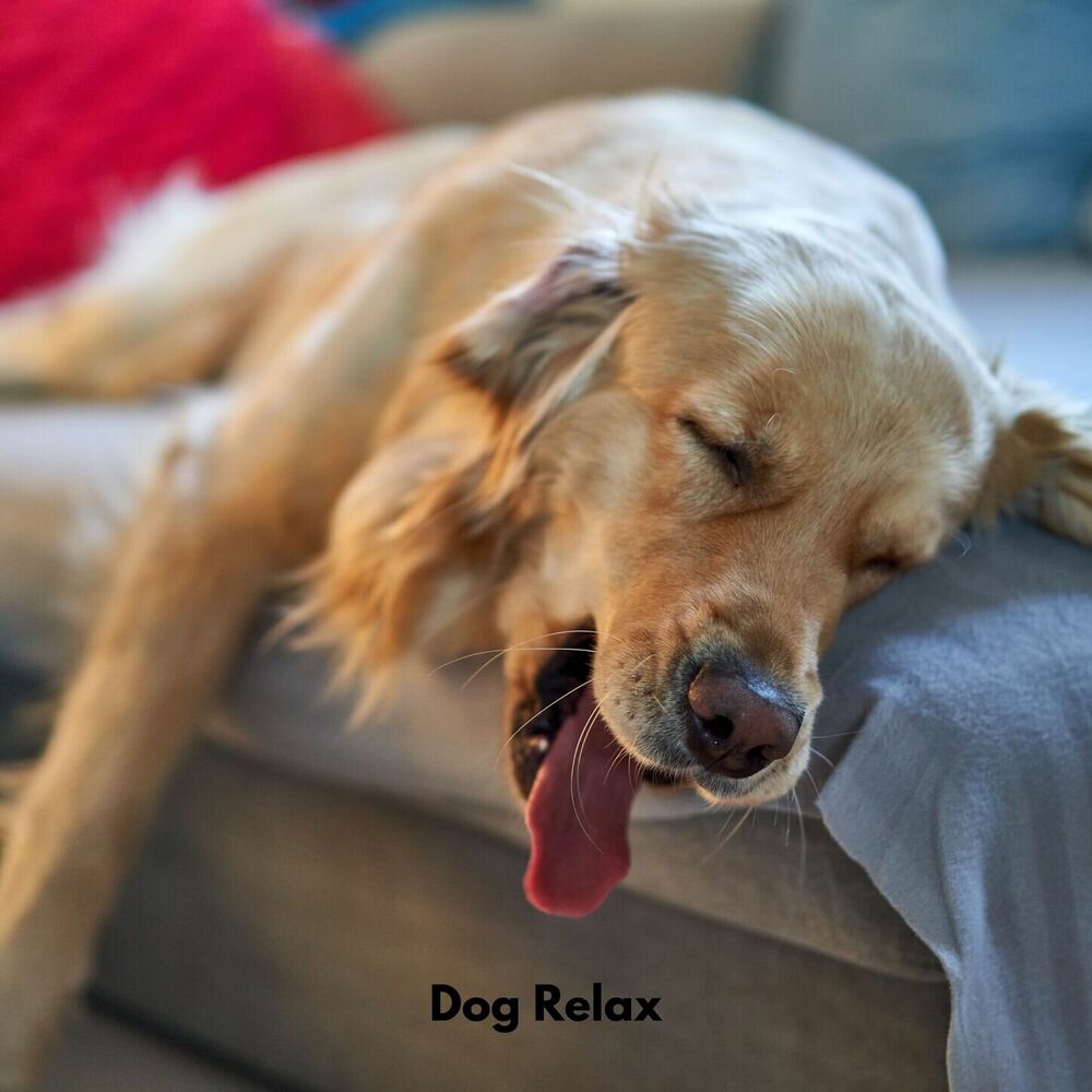 Picture of Dog Relax