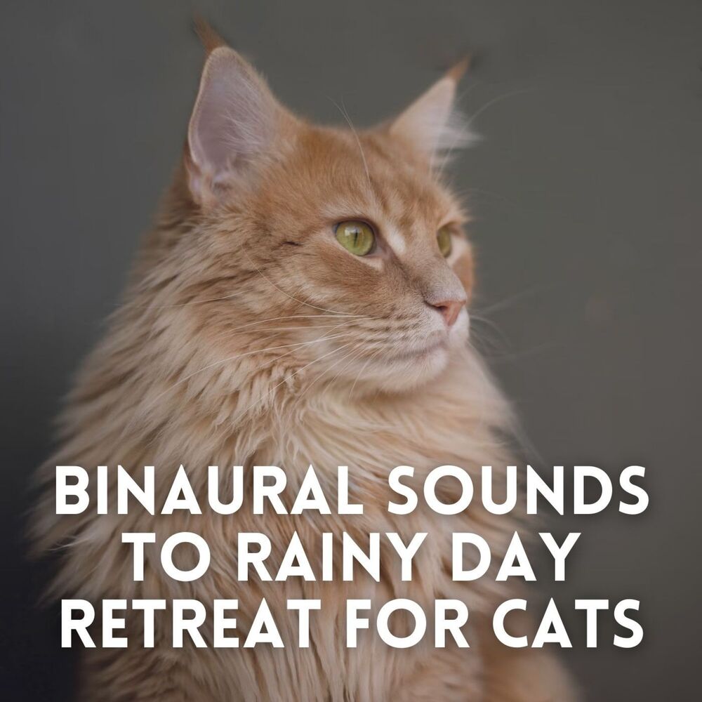 Picture of Binaural Sounds to Rainy Day Retreat for Cats