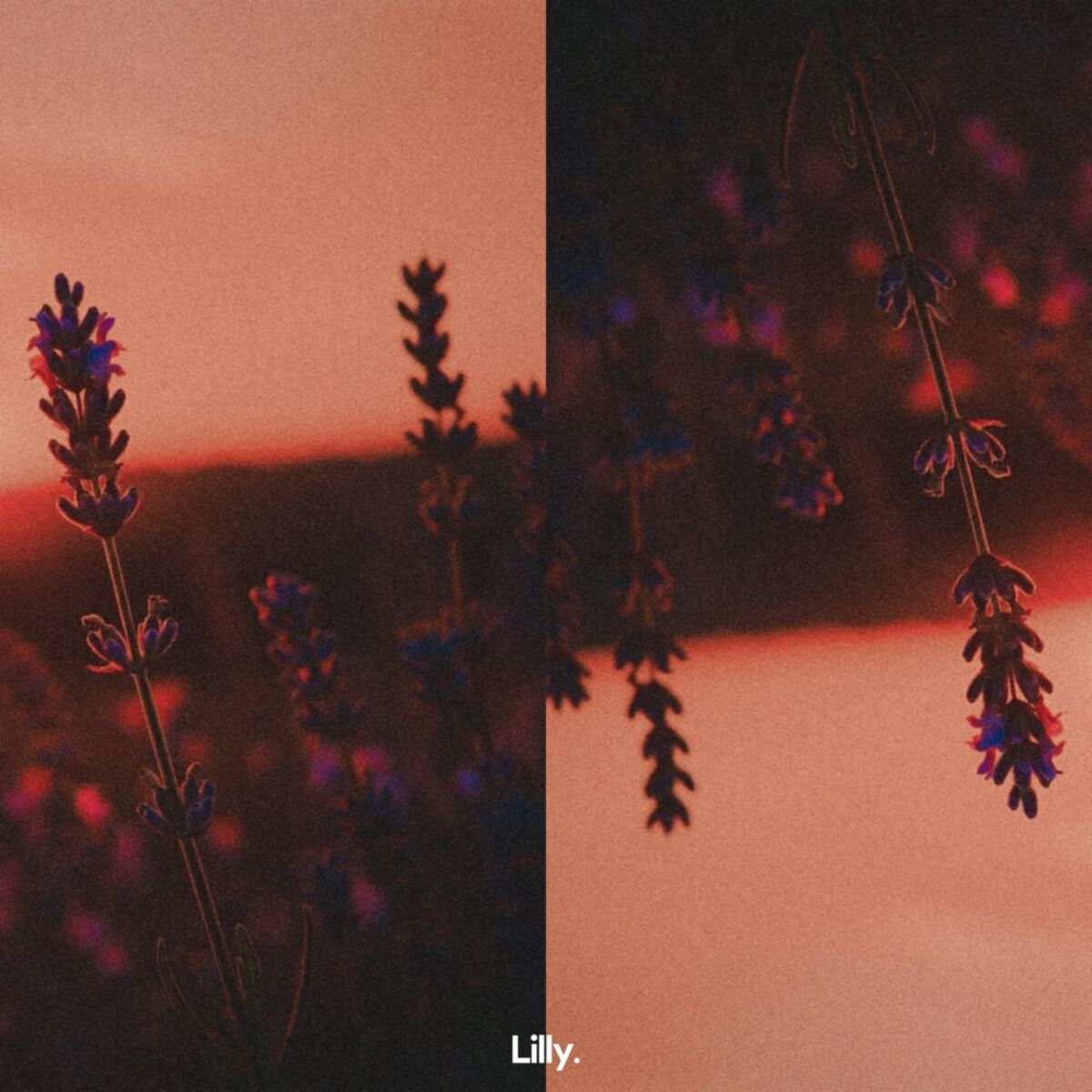 Album cover of Lavender