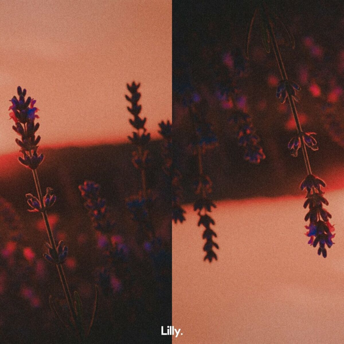 Album cover of Lavender