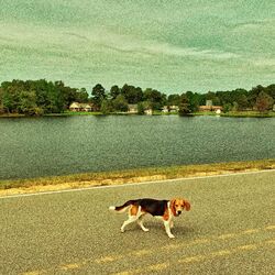 Cover of The Bay
