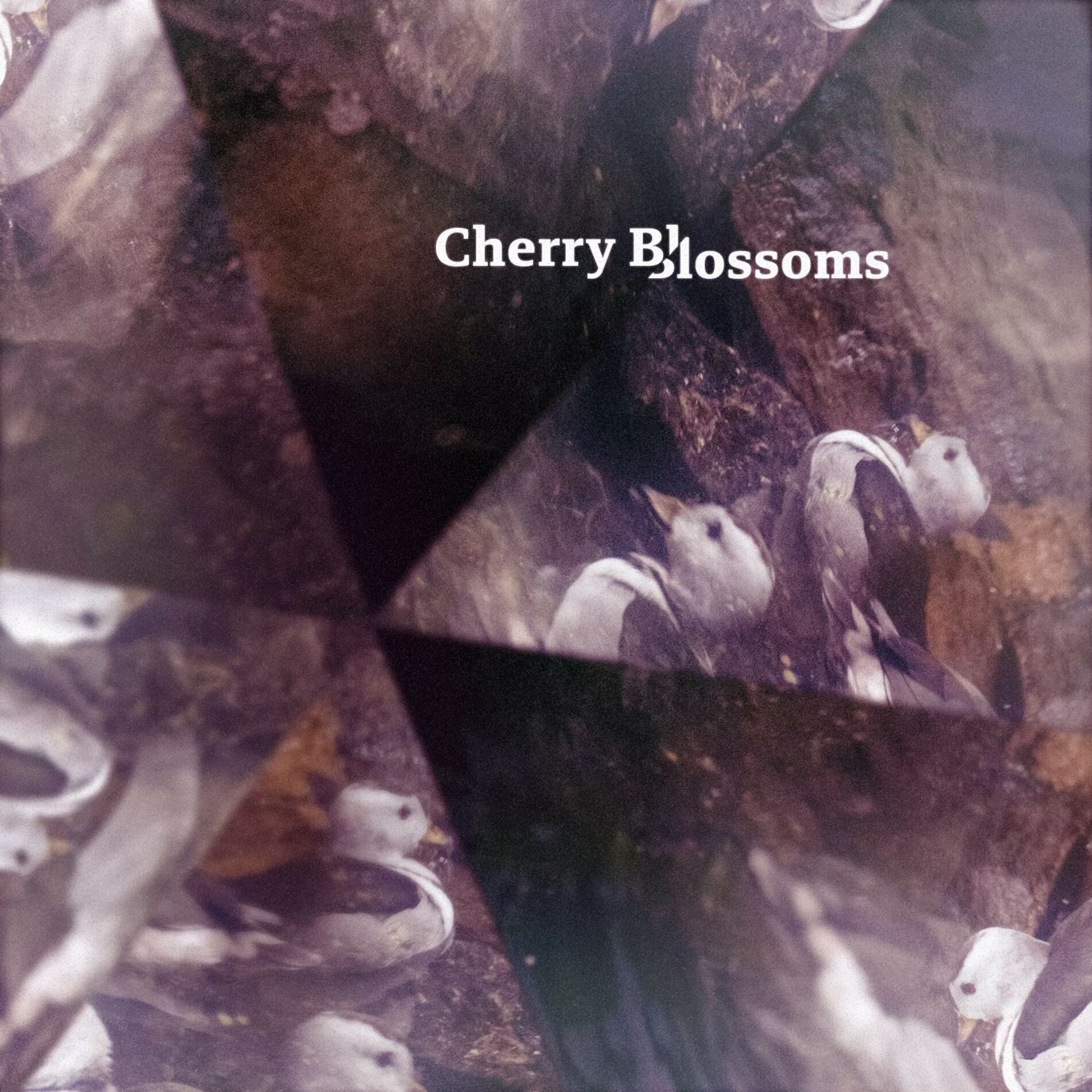 Album cover of Cherry Blossoms