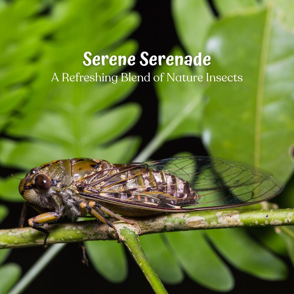 Picture of Serene Serenade: A Refreshing Blend of Nature Insects