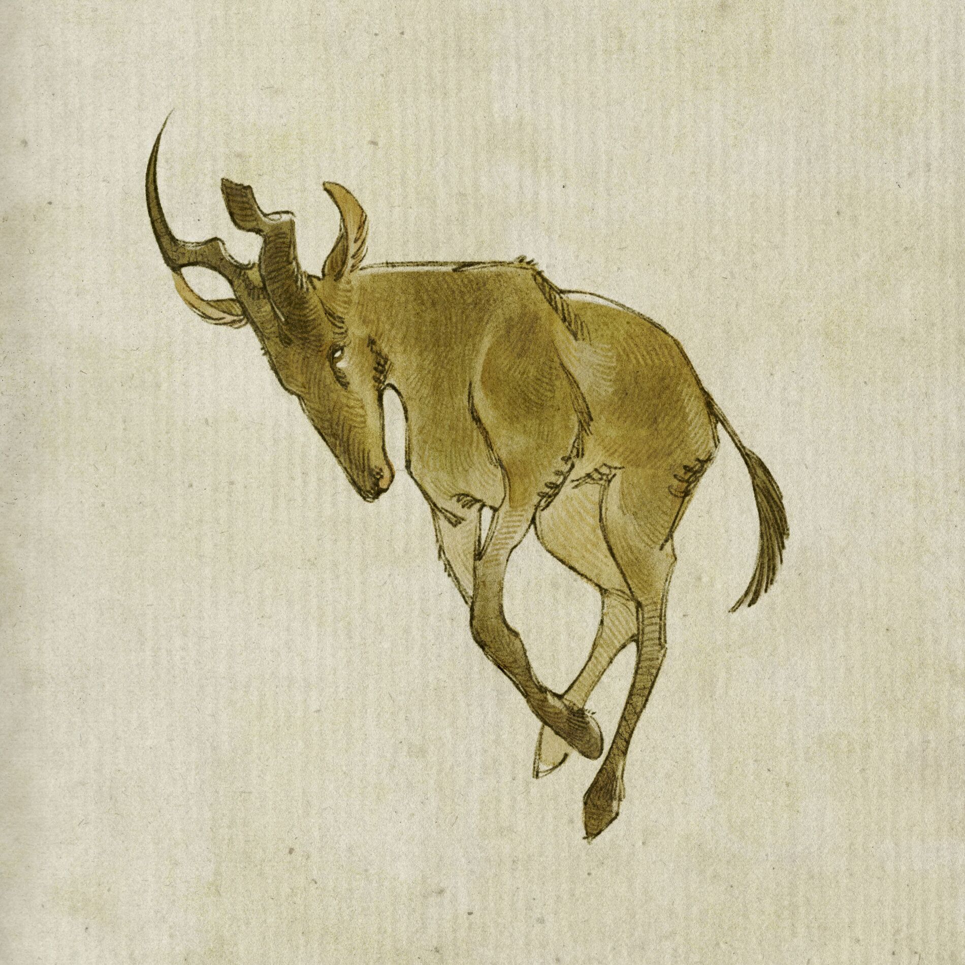 Album cover of Hartebeest