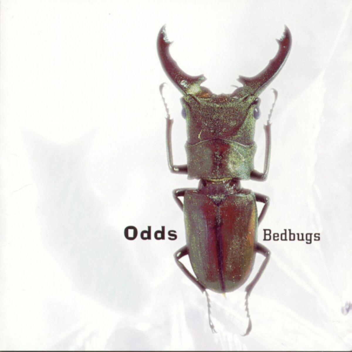 Album cover of Bedbugs