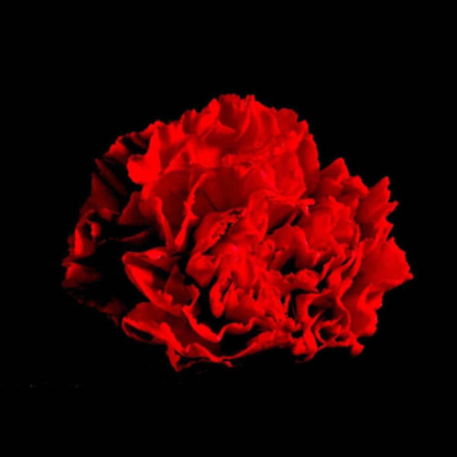 Album cover of Self Inflicted (Bonus Version)