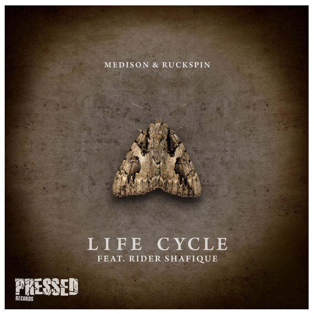 Picture of Life Cycle