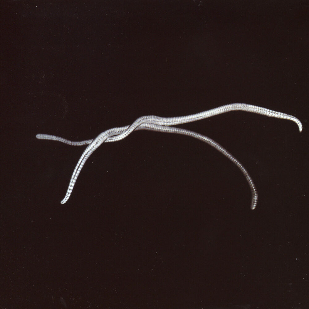 Picture of Shéa