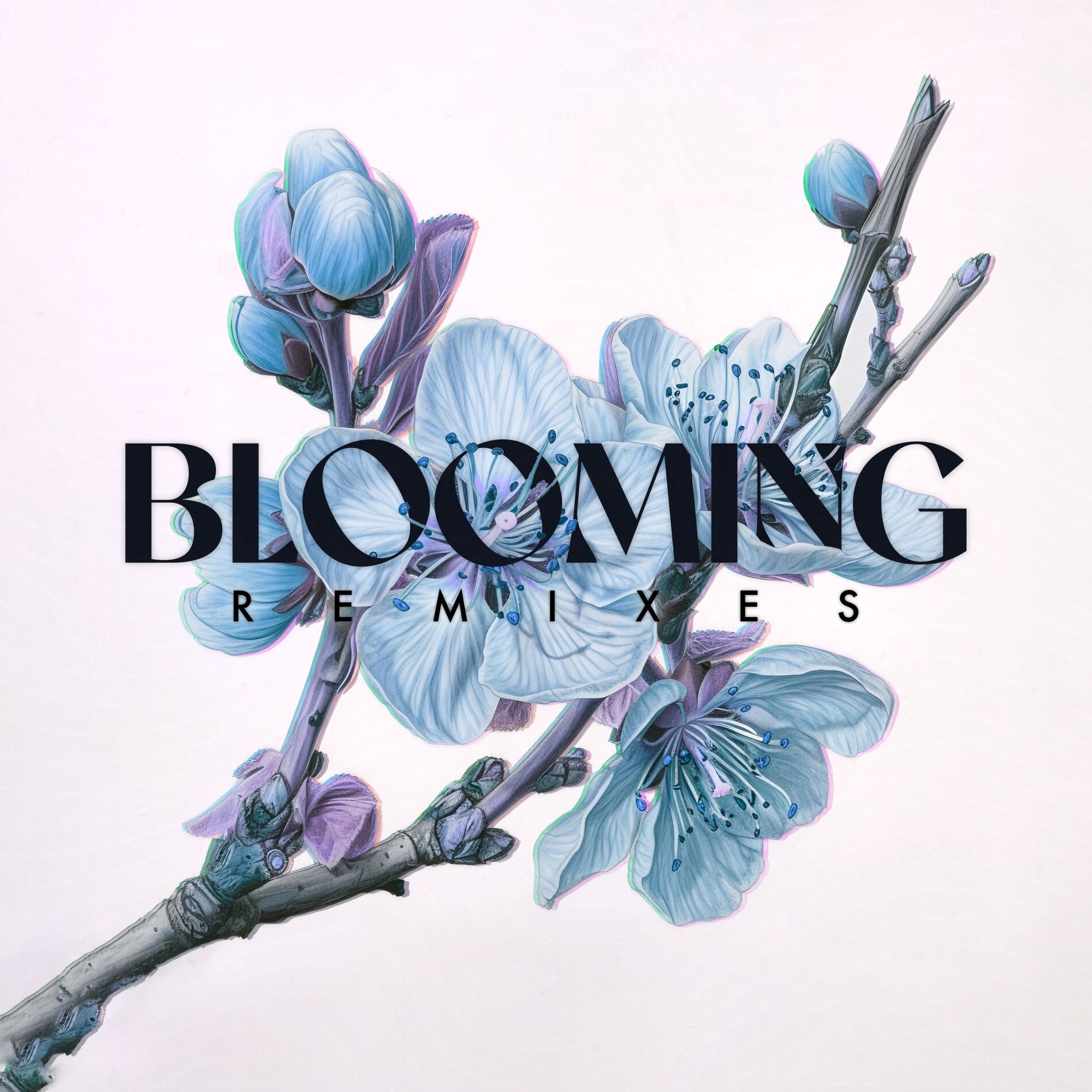 Album cover of Blooming