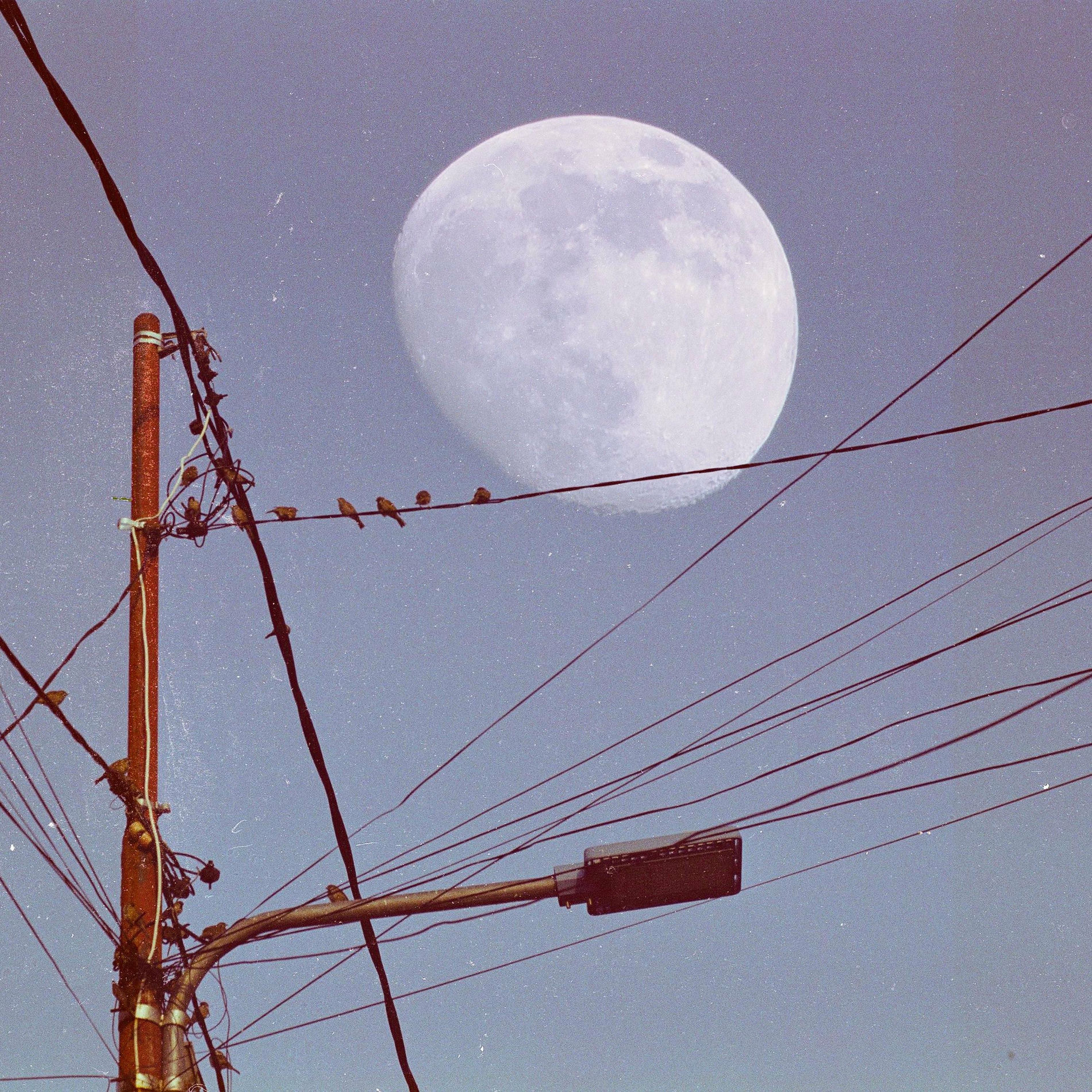 Album cover of The Moon Song