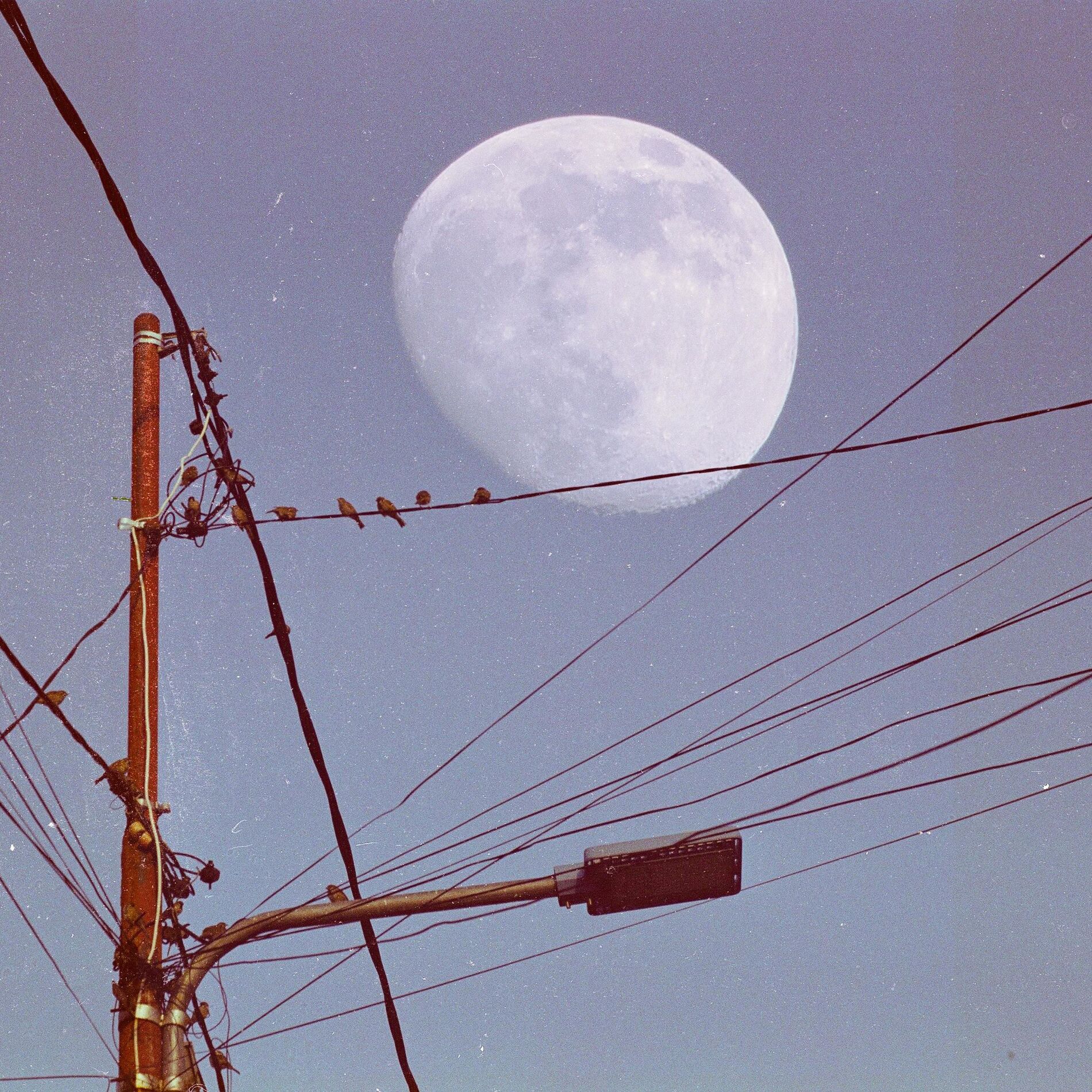 Album cover of The Moon Song