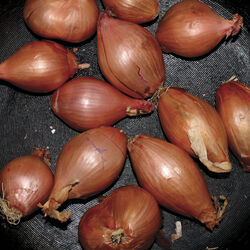 Cover of Fried Shallots