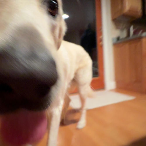 Dog Days