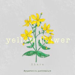 Cover of yellow flower