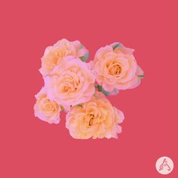Cover of The Rose Garden
