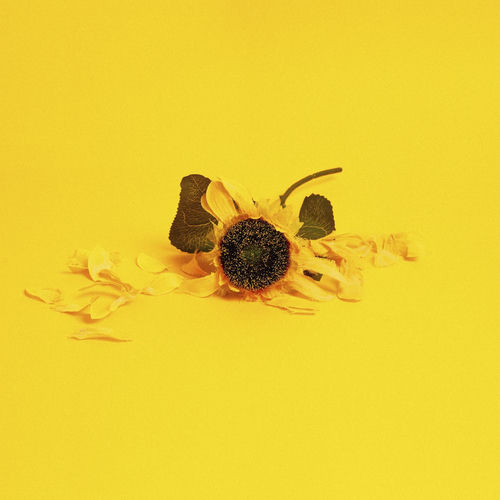 Flores a la Guerra artwork