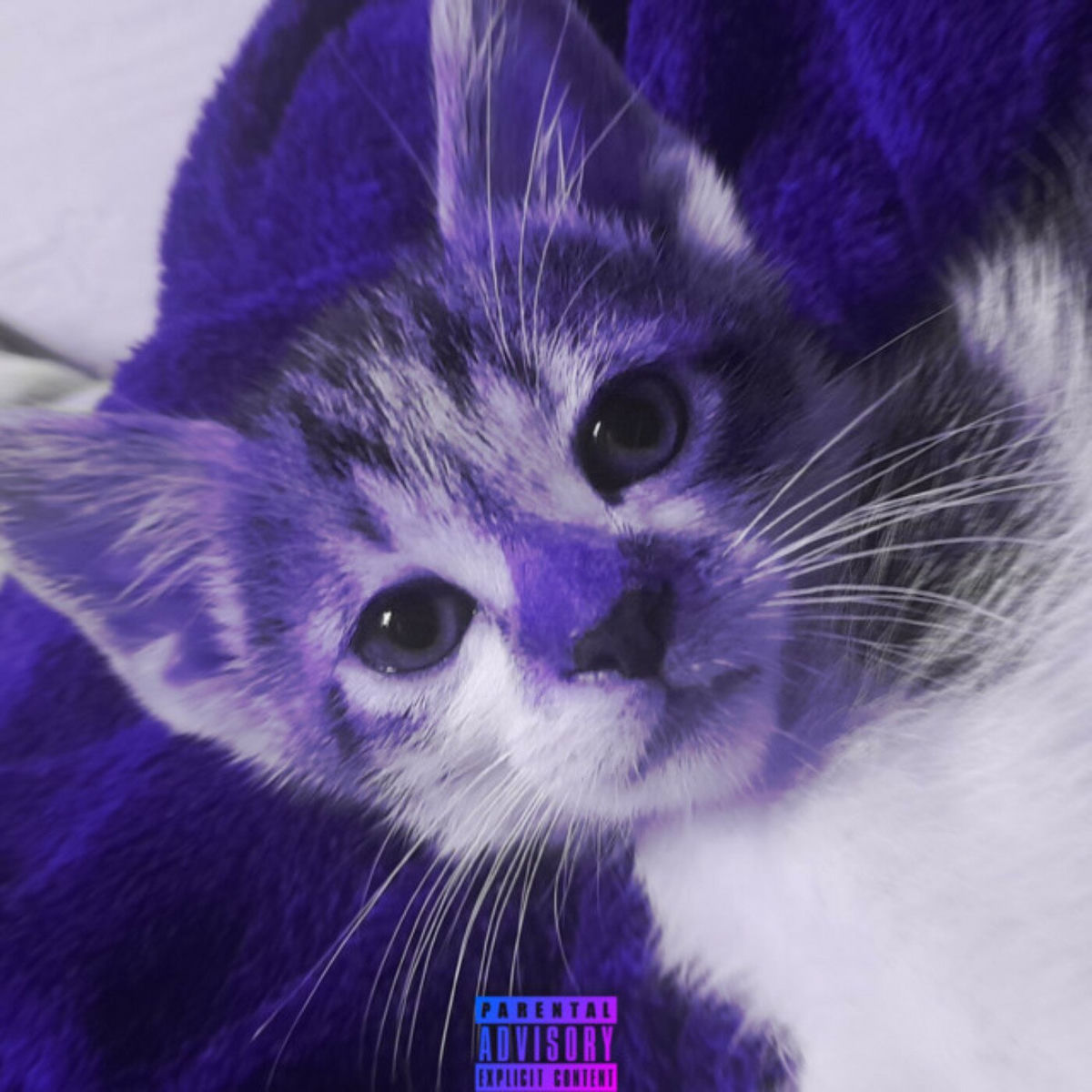 LIL CYCLONE✴︎Mega Rare✴︎Bangin G FUNK!! My Cat Made a Phonk - Bgnzinho | Deezer