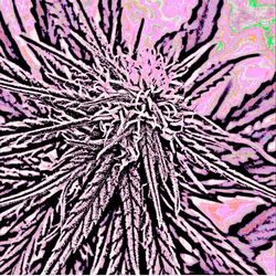 Cover of Kiriko