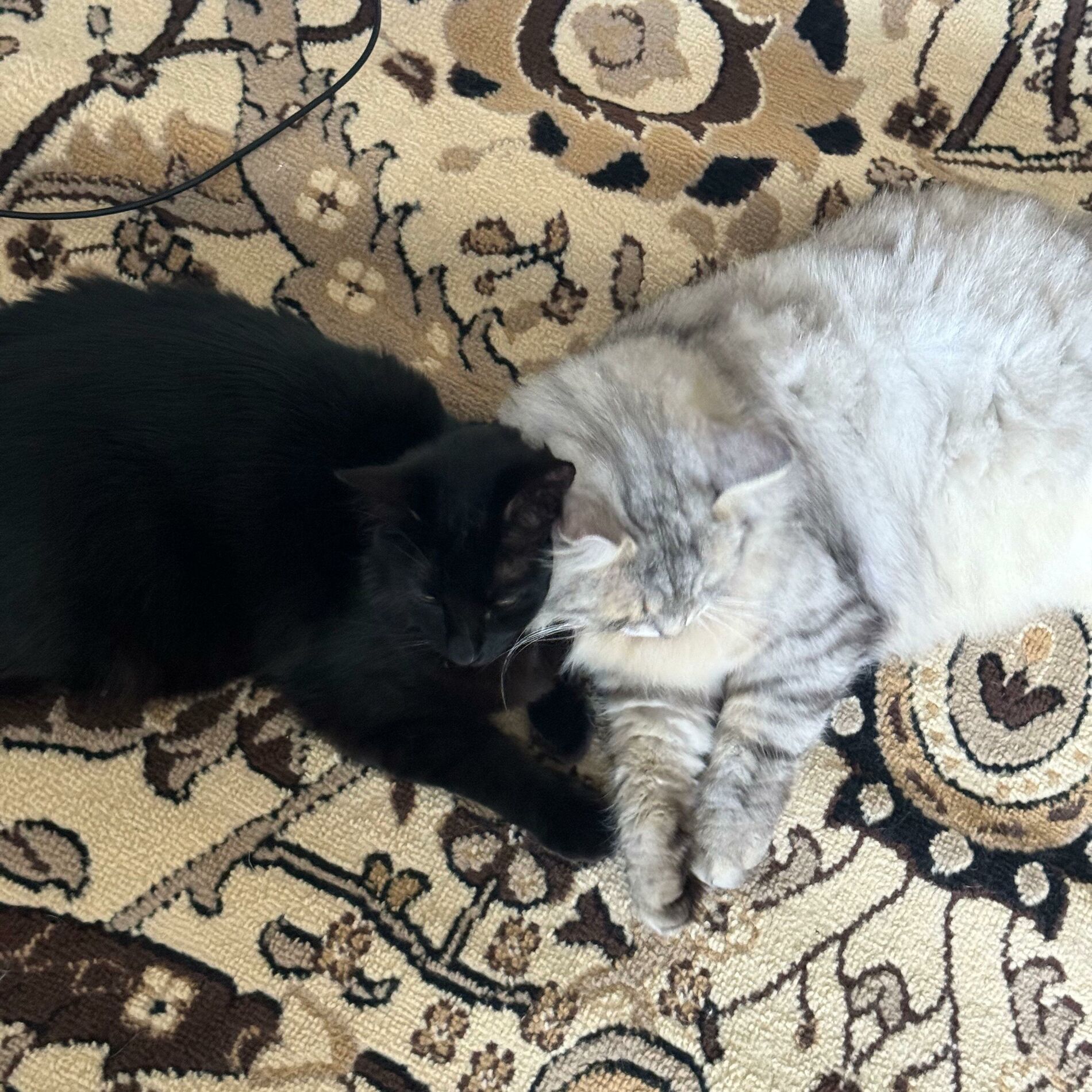 Album cover of Cat World