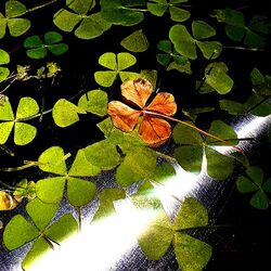 Cover of CLOVER