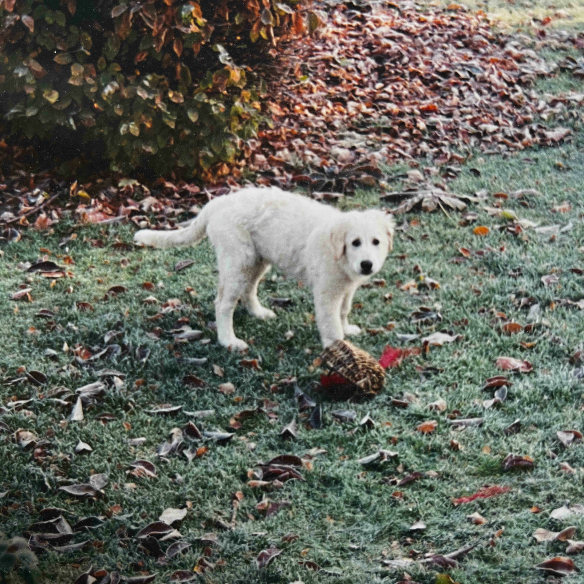 Album cover of Quincy
