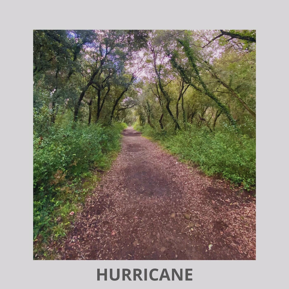Album cover of Hurricane
