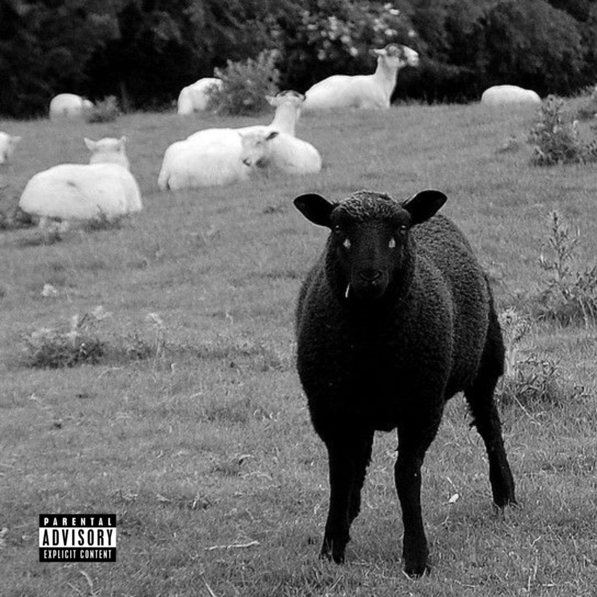 洋楽 Black Sheep From The Black Pool Of Geniu 洋楽 Black Sheep From The Black Pool Of Geniu Black Sheep