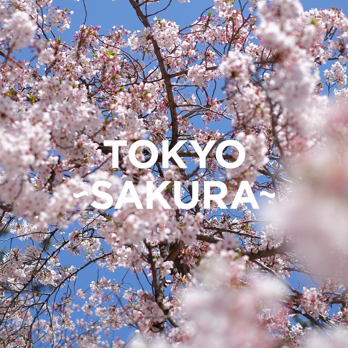 Album cover of Sakura Yokaze