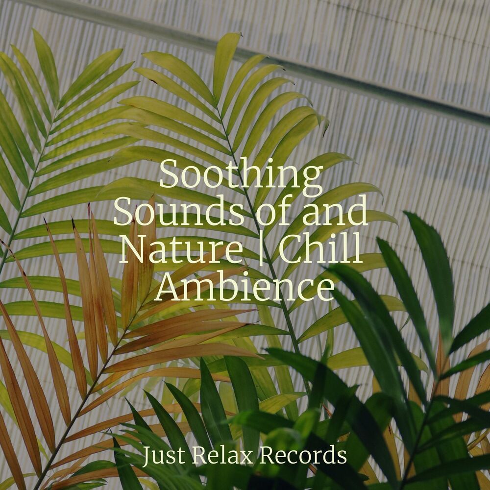 Picture of Soothing Sounds of and Nature | Chill Ambience