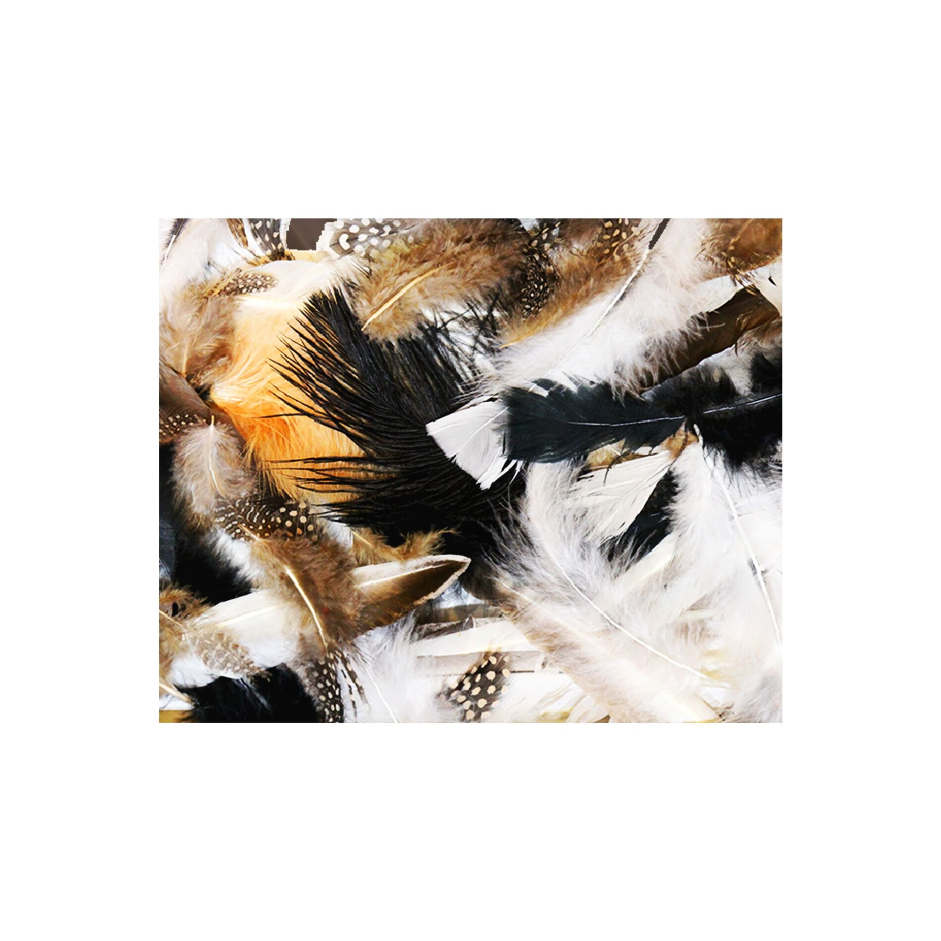 Album cover of Feathers (feat. JBird)