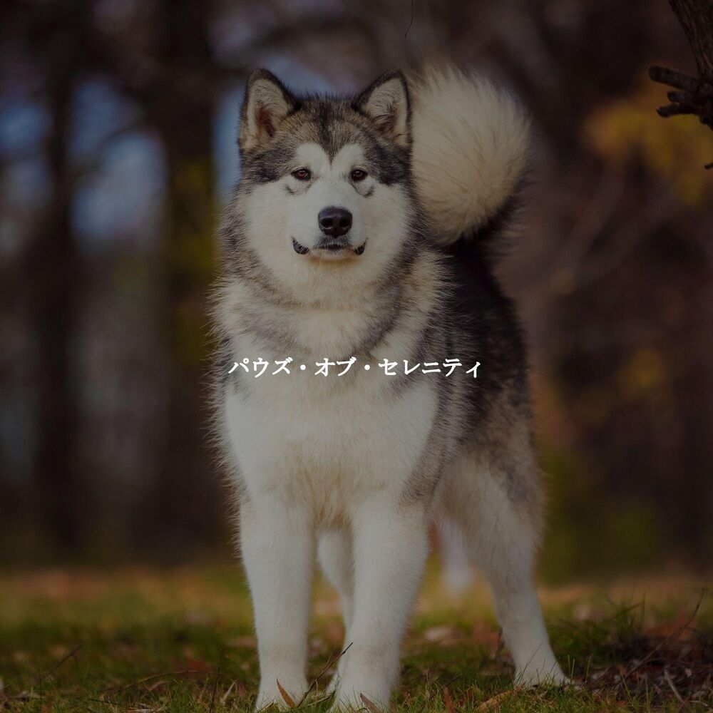 Picture of パウズ・オブ・セレニティ