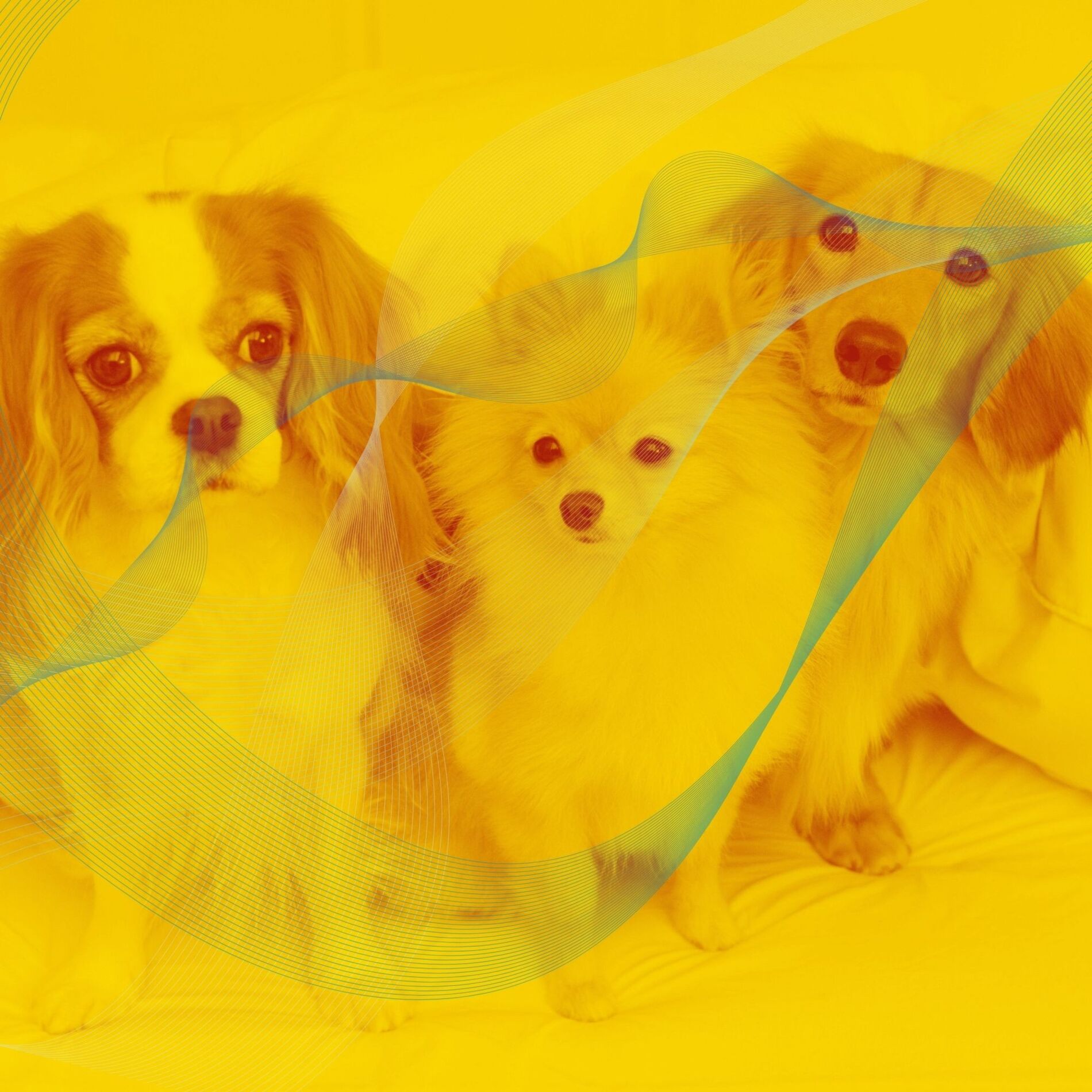 Album cover of Echoes of Well Rested Dogs