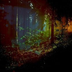 Cover of Where the Light Falls