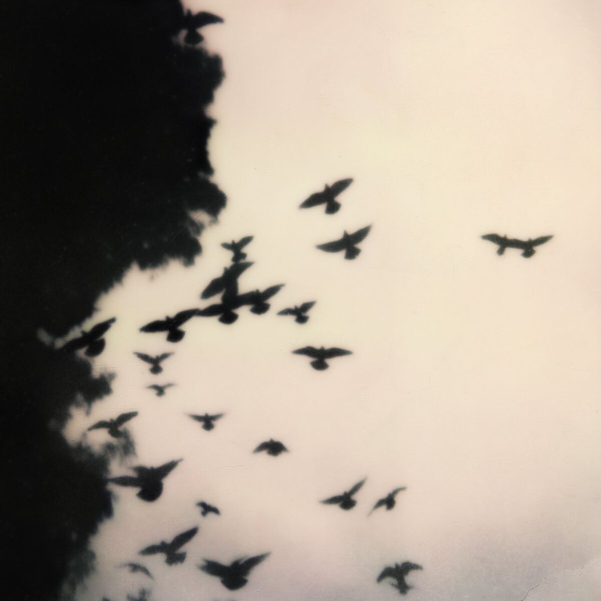 Album cover of Racing To Belong (Re-Imagined)