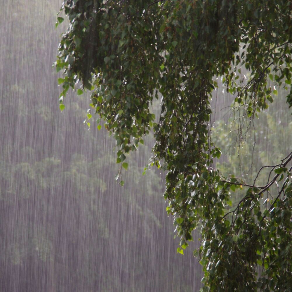 Picture of Serenading Showers: Melodies of Falling Rain