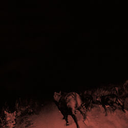 Cover of Shadow on Everything