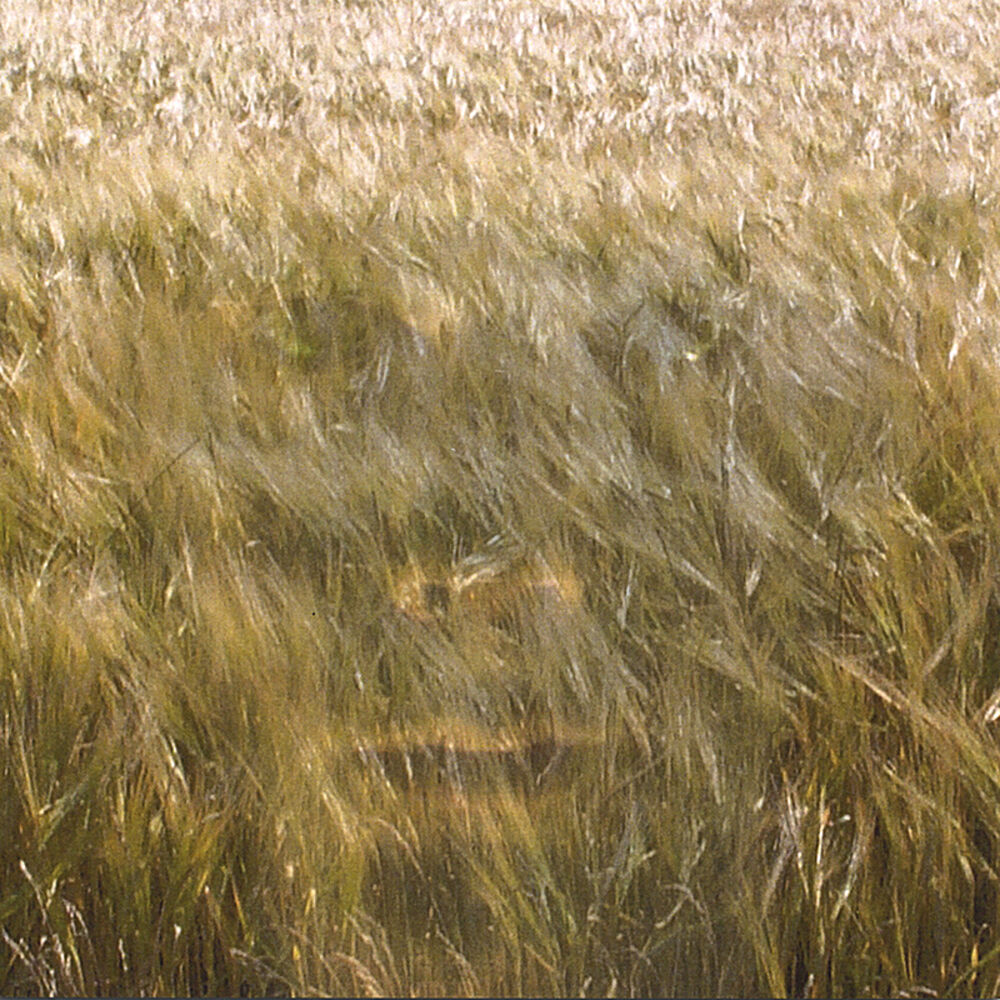 Picture of Longing For the Unreachable World