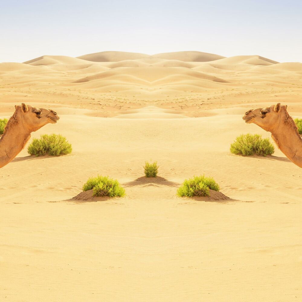 Picture of YALLA