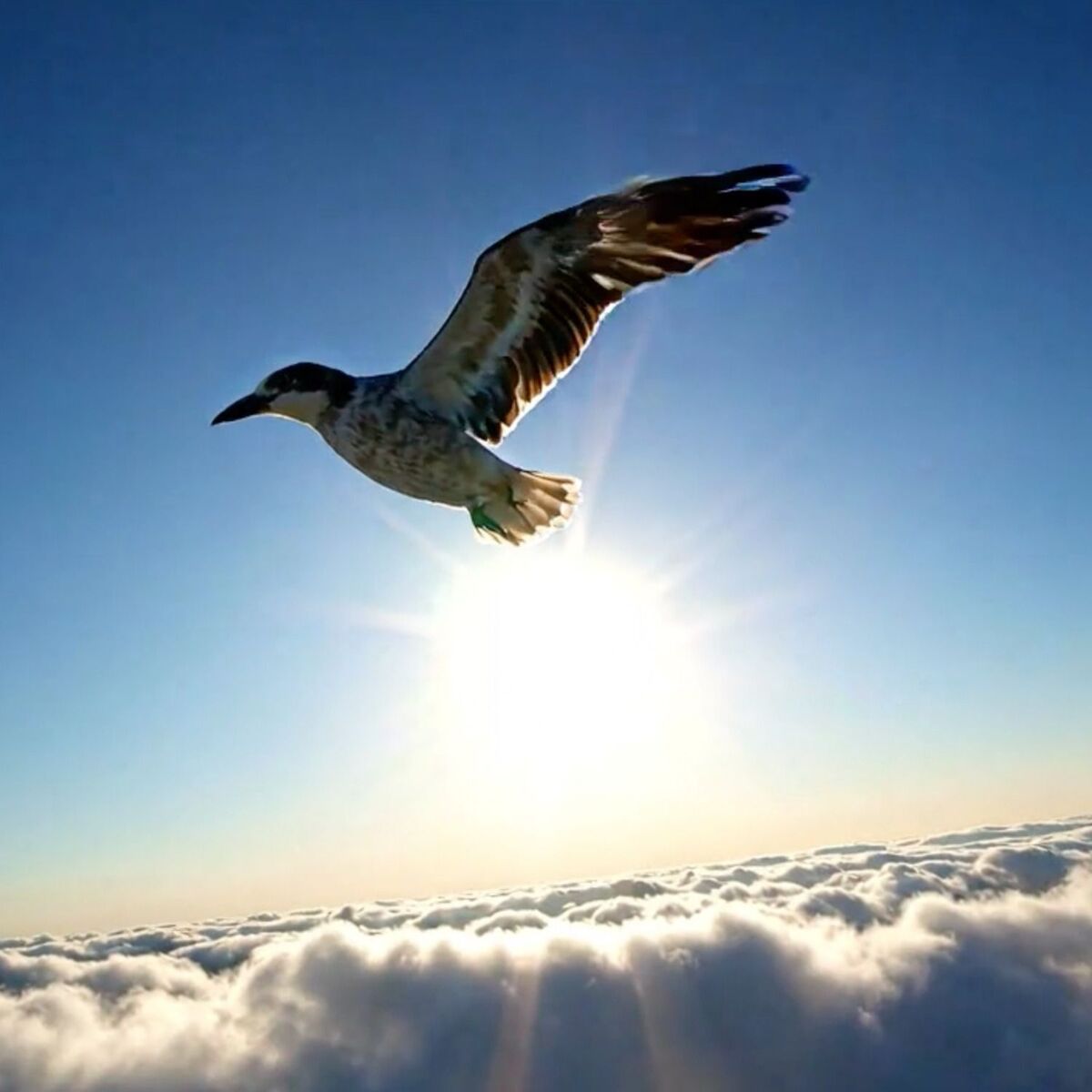 Album cover of Blue Skies