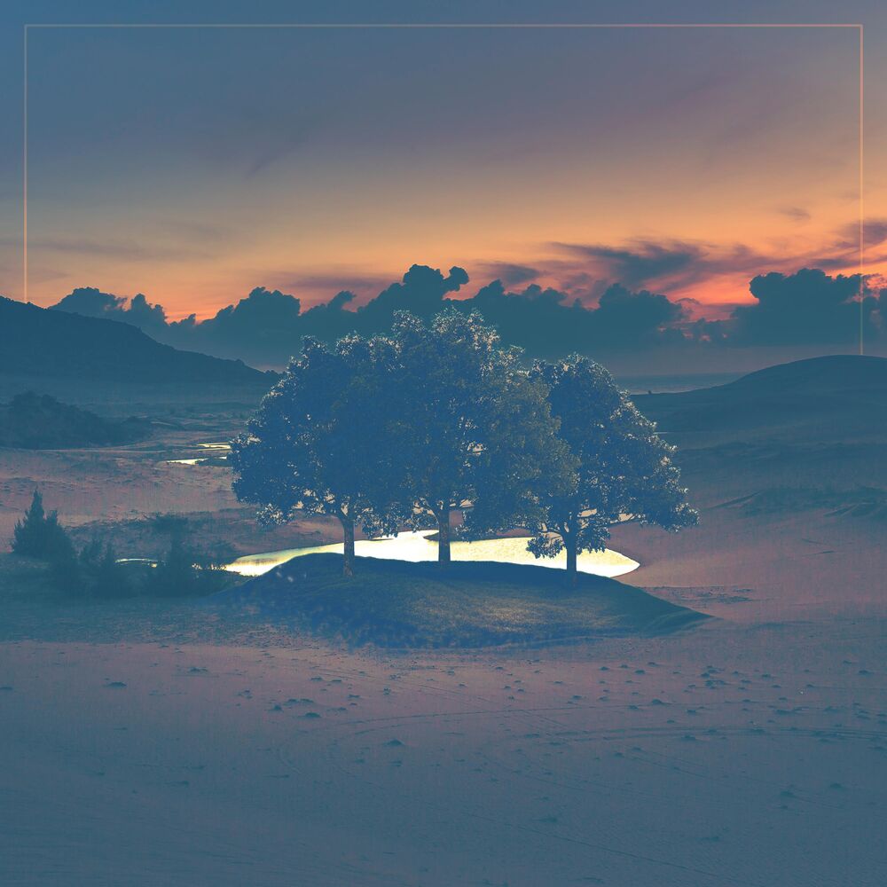 Picture of Desert Forest