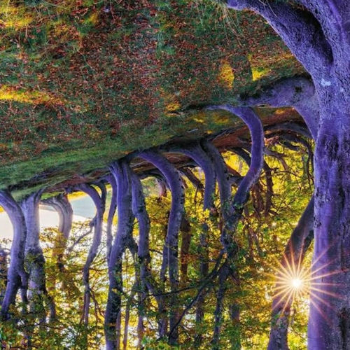 Sorrounding trees sleeve